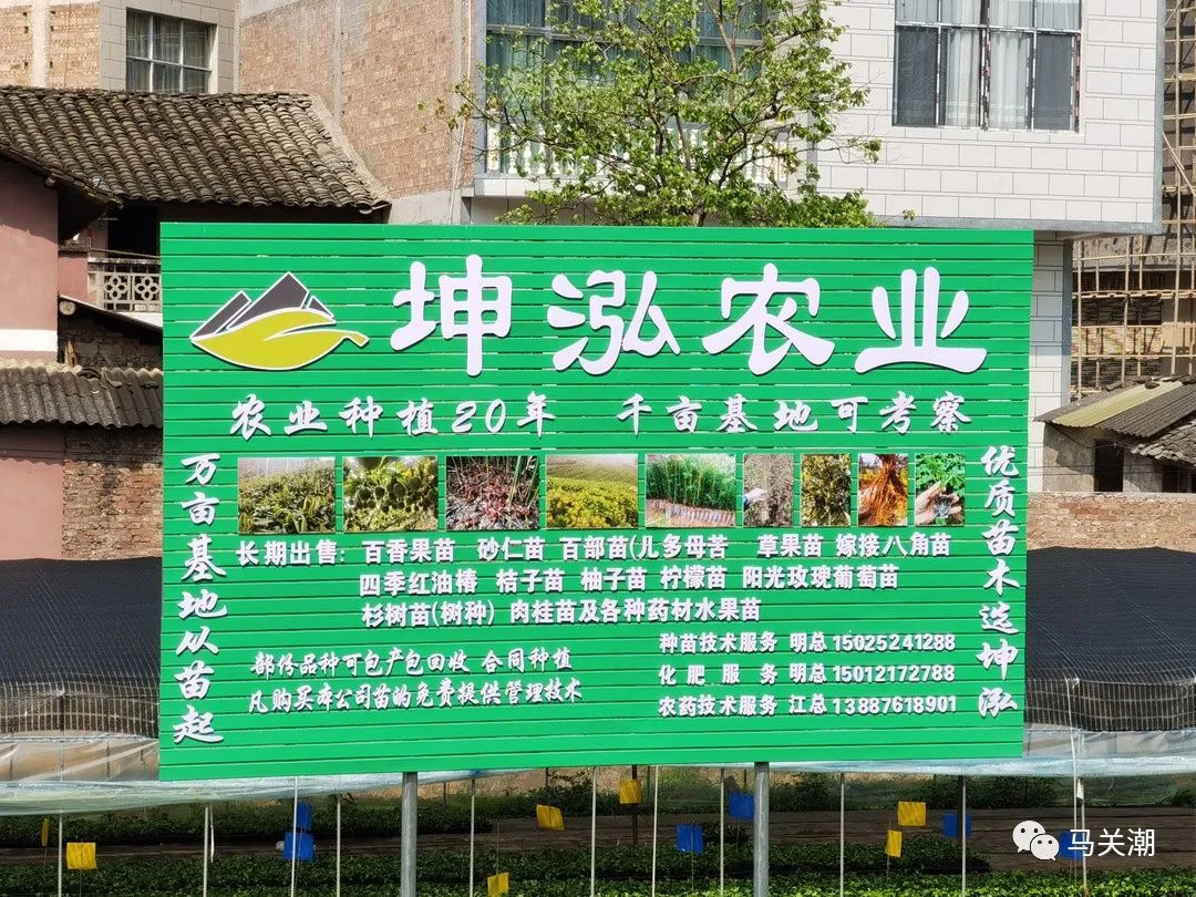 致富种植砂仁视频_砂仁种植致富_种砂仁赚钱吗