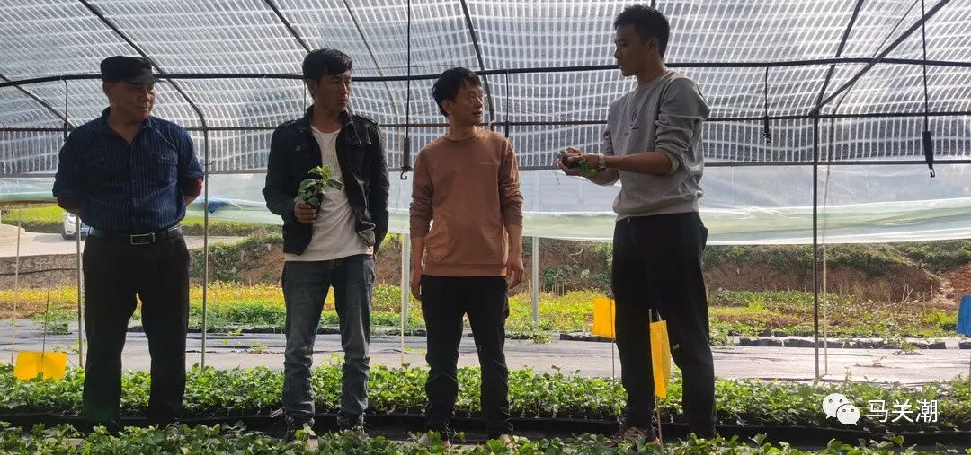 致富种植砂仁视频_砂仁种植致富_种砂仁赚钱吗