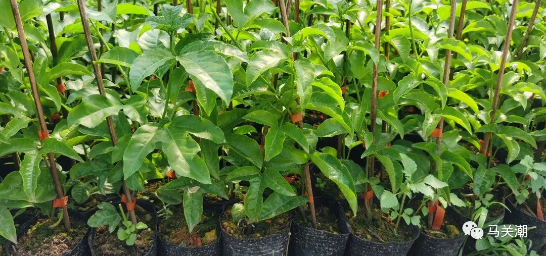种砂仁赚钱吗_致富种植砂仁视频_砂仁种植致富