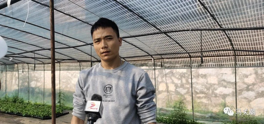 致富种植砂仁视频_种砂仁赚钱吗_砂仁种植致富
