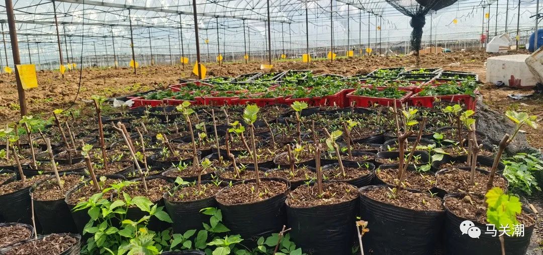 种砂仁赚钱吗_砂仁种植致富_致富种植砂仁视频
