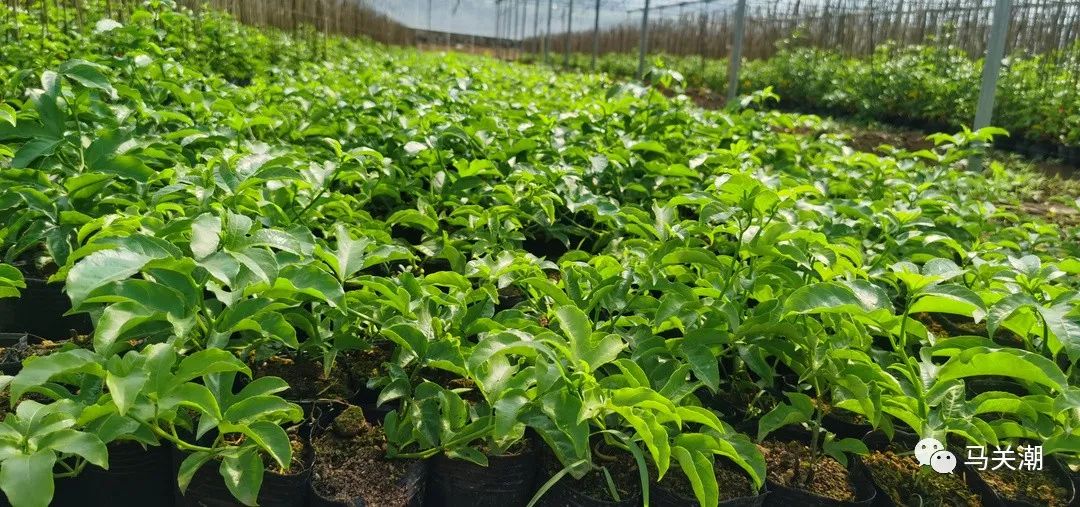 致富种植砂仁视频_砂仁种植致富_种砂仁赚钱吗