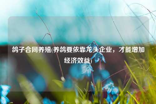 鸽子合同养殖(养鸽要依靠龙头企业，才能增加经济效益)