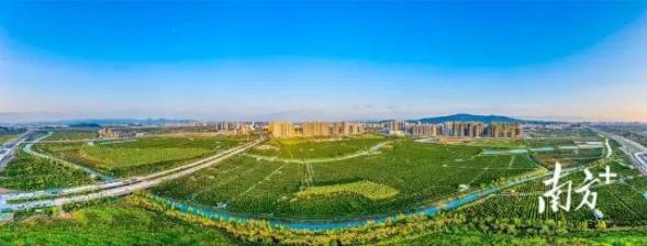 致富大伯种植李项目有哪些_致富经大叔种树_李大伯种植致富项目