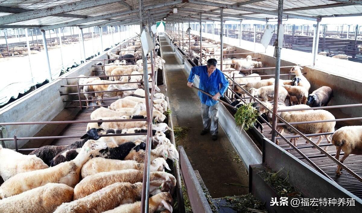 湖羊养殖效益_致富经养殖湖羊_养殖100只湖羊成本和利润