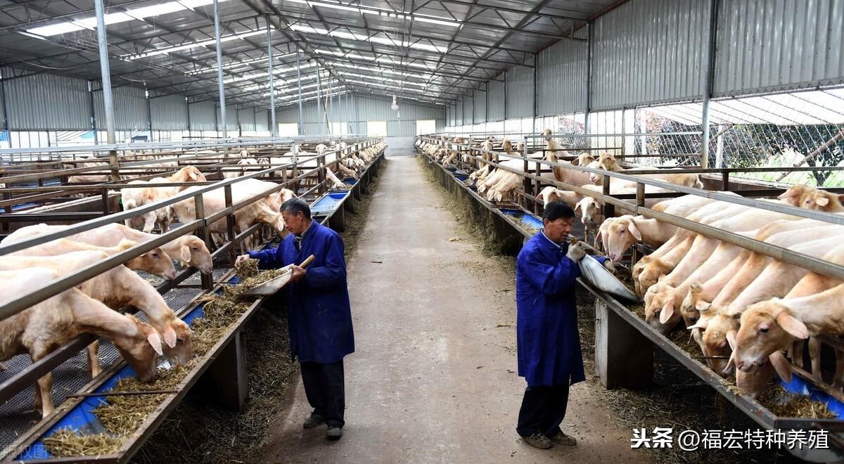致富经养殖湖羊_湖羊养殖效益_养殖100只湖羊成本和利润