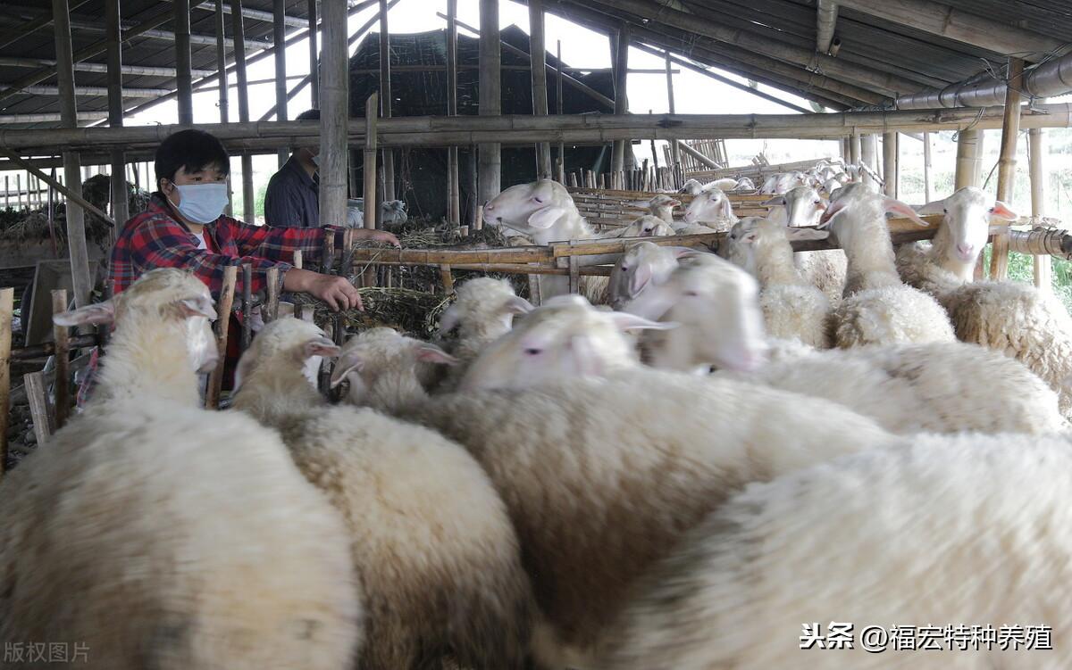 养殖100只湖羊成本和利润_致富经养殖湖羊_湖羊养殖效益