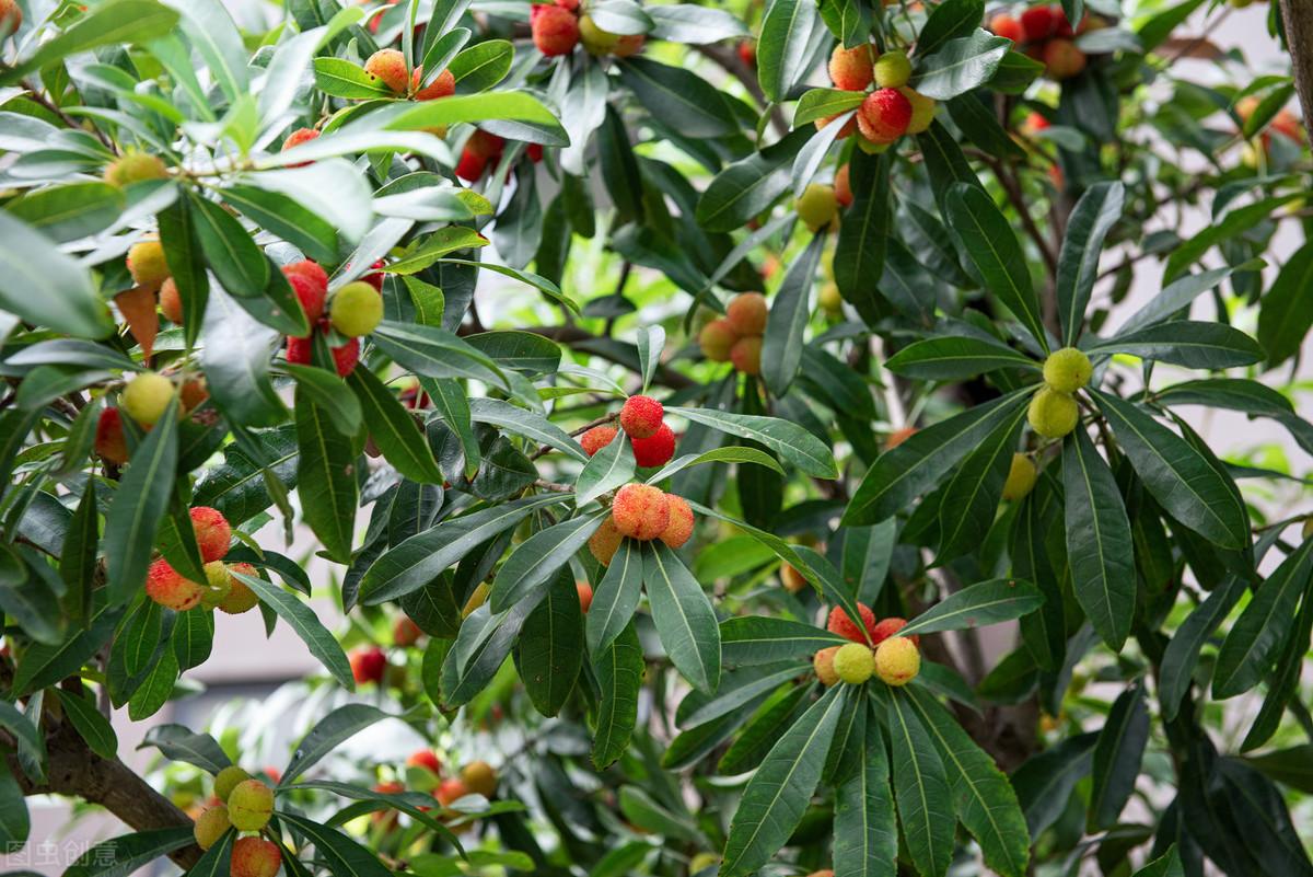 室内种植杨梅树技术要点_杨梅树室内种植技术_室内种植杨梅树技术视频