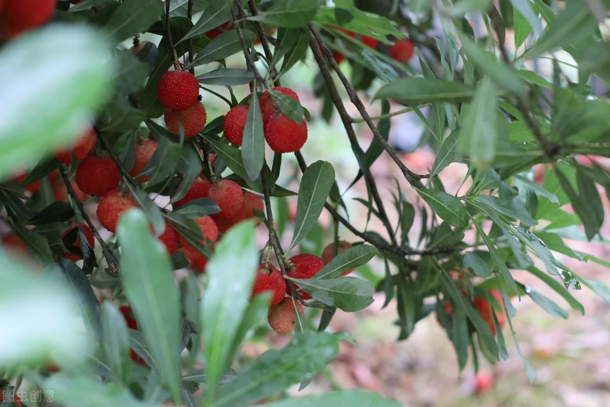 杨梅树室内种植技术_室内种植杨梅树技术要点_室内种植杨梅树技术视频