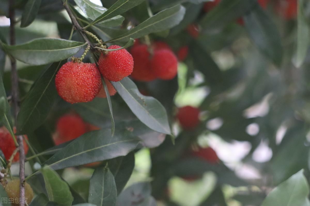 室内种植杨梅树技术要点_室内种植杨梅树技术视频_杨梅树室内种植技术
