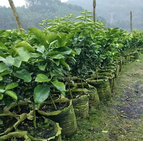 沙糖桔的水肥管理如何施肥料