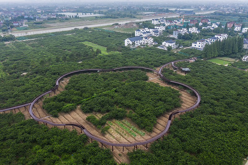 致富经大棚种植致富经2020_致富大伯种植李项目怎么样_李大伯种植致富项目