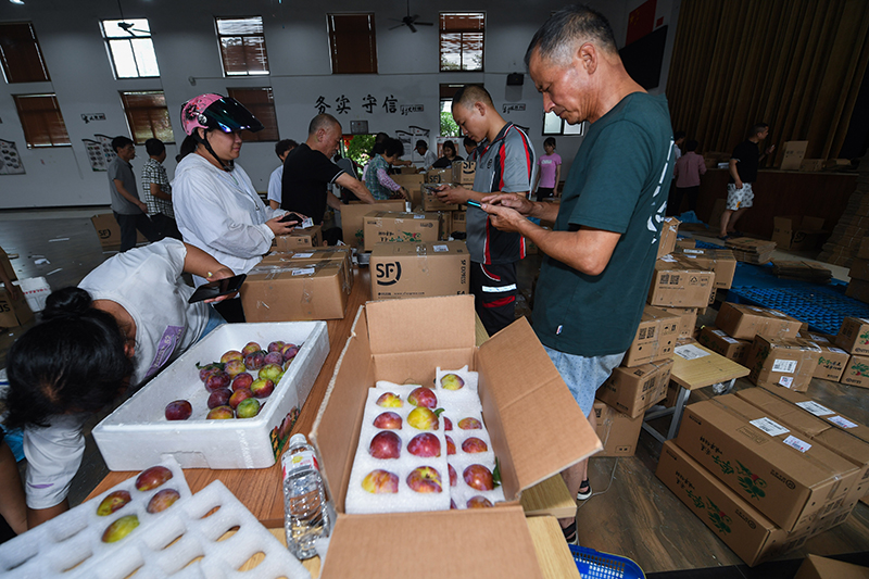 李大伯种植致富项目_致富大伯种植李项目怎么样_致富经大棚种植致富经2020