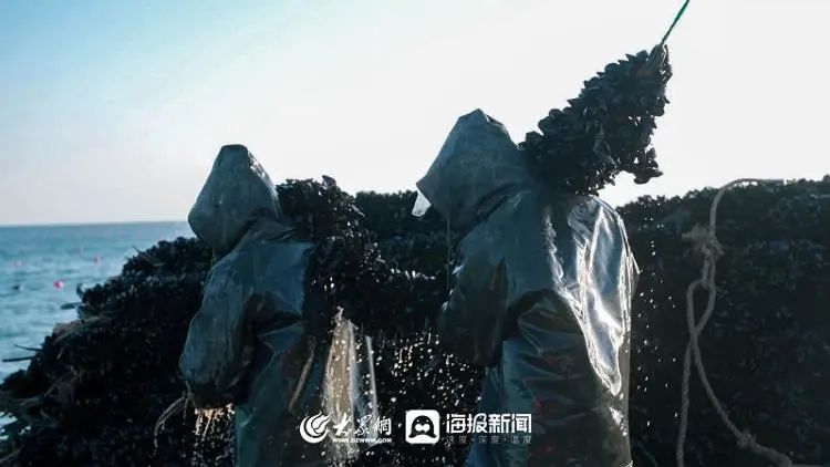 海洋上养殖致富_海洋养殖产品_海上养殖什么最赚钱
