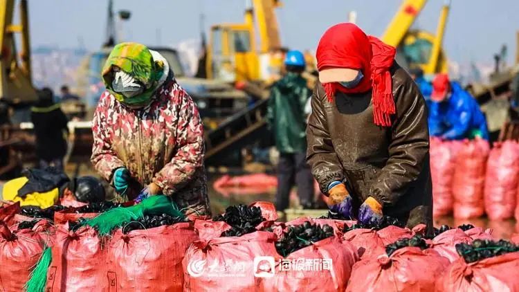 海洋上养殖致富_海上养殖什么最赚钱_海洋养殖产品