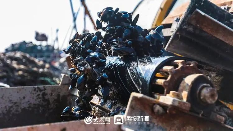 海洋养殖产品_海上养殖什么最赚钱_海洋上养殖致富