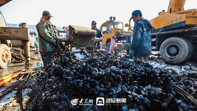 海上养殖什么最赚钱_海洋上养殖致富_海洋养殖产品