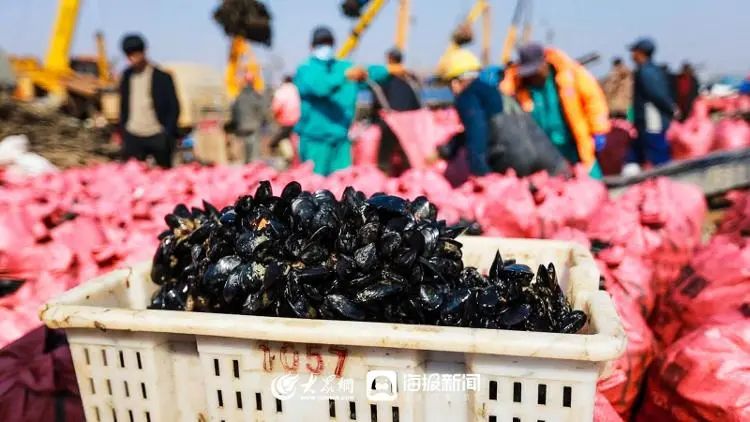 海洋养殖产品_海洋上养殖致富_海上养殖什么最赚钱