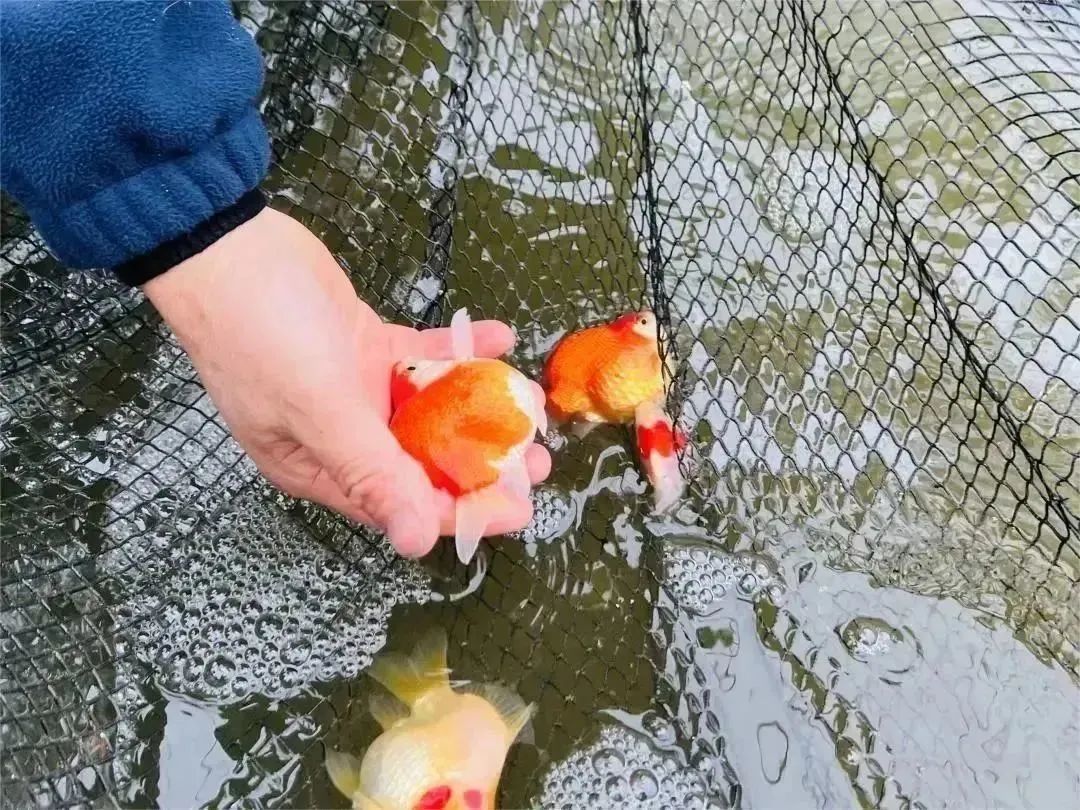 致富养殖种植行业现状_种养致富项目_种植养殖致富行业
