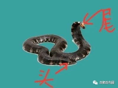 亚洲锦蛙养殖技术_蛙类养殖技术_亚洲锦蛙价格