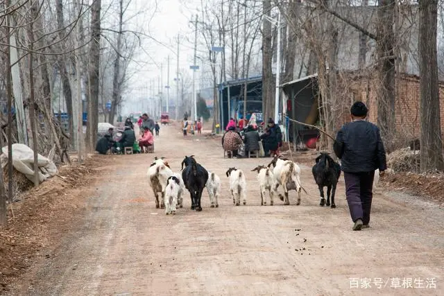 农村最受欢迎的养殖行业：一年能挣好几万，几点原因很实在