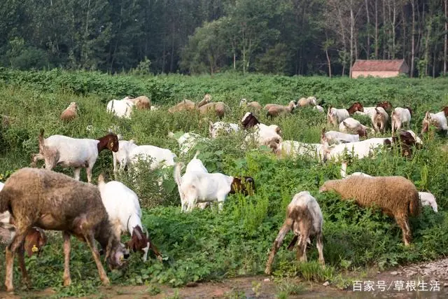 种养殖业致富项目_种植养殖致富行业_致富养殖种植行业怎么样