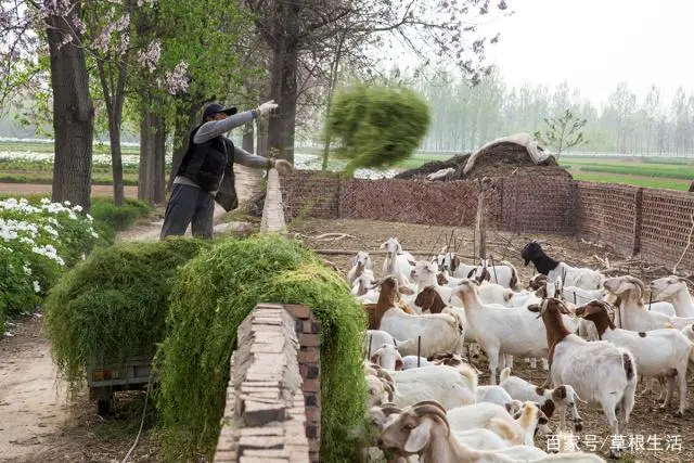 种植养殖致富行业_种养殖业致富项目_致富养殖种植行业怎么样