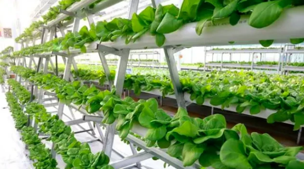 用高科技设备种菜年收入3000万，刘辉的农场到底有多炫酷？