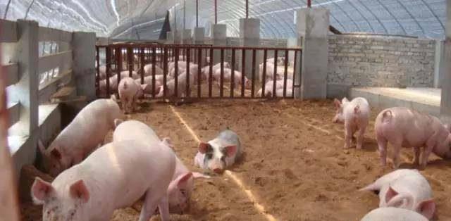 在楼房养殖致富_楼顶养殖致富案例_室内养殖致富