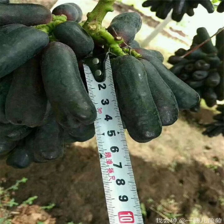 红宝石葡萄苗种植技术指导夏河