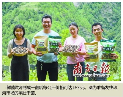 农视网致富经种羊肚菌_致富经羊肚菌种植视频_农业致富网羊肚菌种植