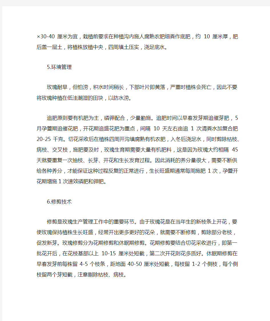 大棚玫瑰花种植有什么技术