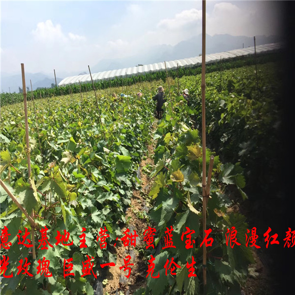 广东江门5BB浪漫红颜葡萄苗怎么种植