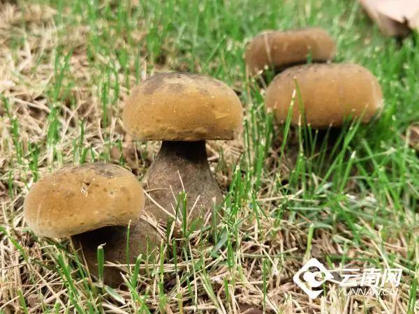 顶级鱼子酱价格多少钱一斤_致富经鱼肉酱_致富经鱼子酱
