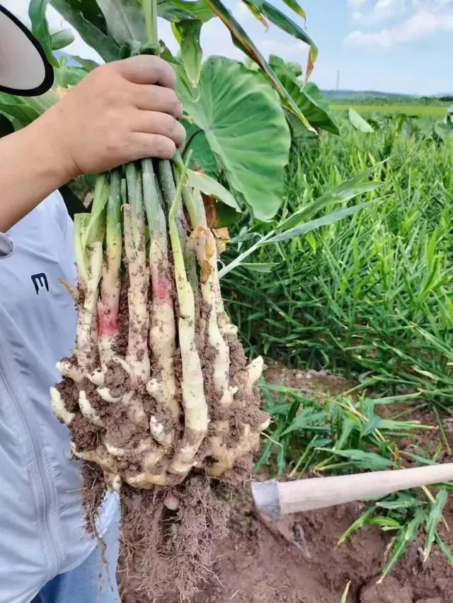 种植嫩姜致富_生姜种植致富经_种植姜