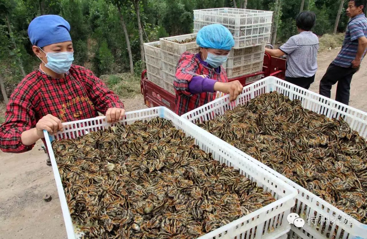 鹌鹑的养殖致富_致富养殖鹌鹑怎么样_养殖鹌鹑赚钱吗