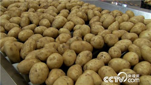 致富经：土里挖出金蛋蛋 一年卖出2000万（20171011）