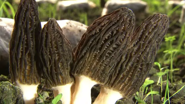 农视网致富经种羊肚菌_2020年种植羊肚菌前景如何_农业致富网羊肚菌种植