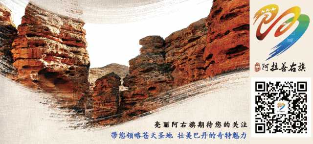 牧民阿都勒曹的养驼致富路