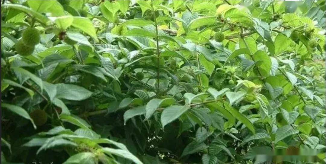 生姜种植致富经_姜的高产种植技术视频_种植嫩姜致富