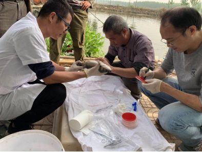 致富养殖土鱼视频_养殖土鱼致富_土鱼养殖视频教程