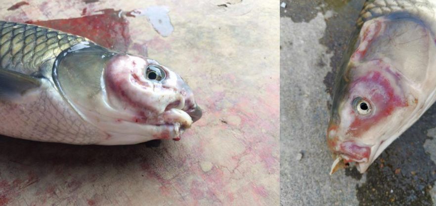 养殖土鱼致富_土鱼养殖视频教程_致富养殖土鱼视频