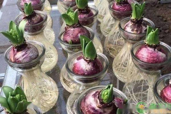 风信子的种植技术_种植风信子技术要点_风信子栽培技术