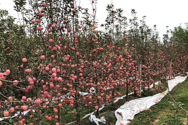 种植苹果致富的人_农业种植致富项目苹果种植_种植致富农业苹果项目简介