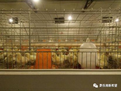 养殖马蜂技术里有什么_七里有马蜂养殖技术_养殖马蜂技术里有什么技术