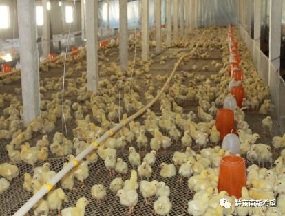养殖马蜂技术里有什么技术_七里有马蜂养殖技术_养殖马蜂技术里有什么