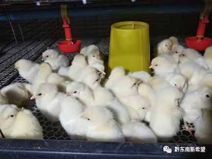 养殖马蜂技术里有什么_七里有马蜂养殖技术_养殖马蜂技术里有什么技术