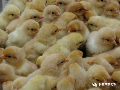 养殖马蜂技术里有什么技术_养殖马蜂技术里有什么_七里有马蜂养殖技术