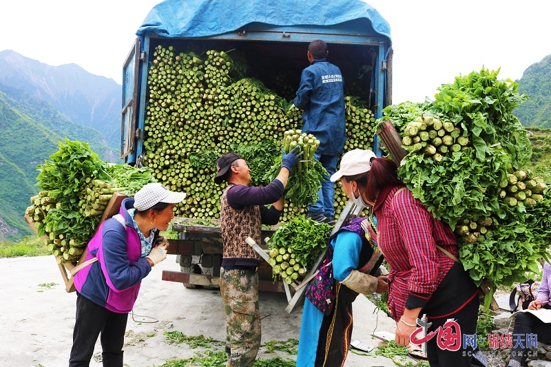 莴笋种植效益_致富种植莴笋图片_莴笋种植致富