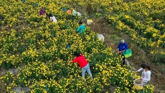 宜春奉新：皇菊花开金灿灿 扮靓乡村致富路
